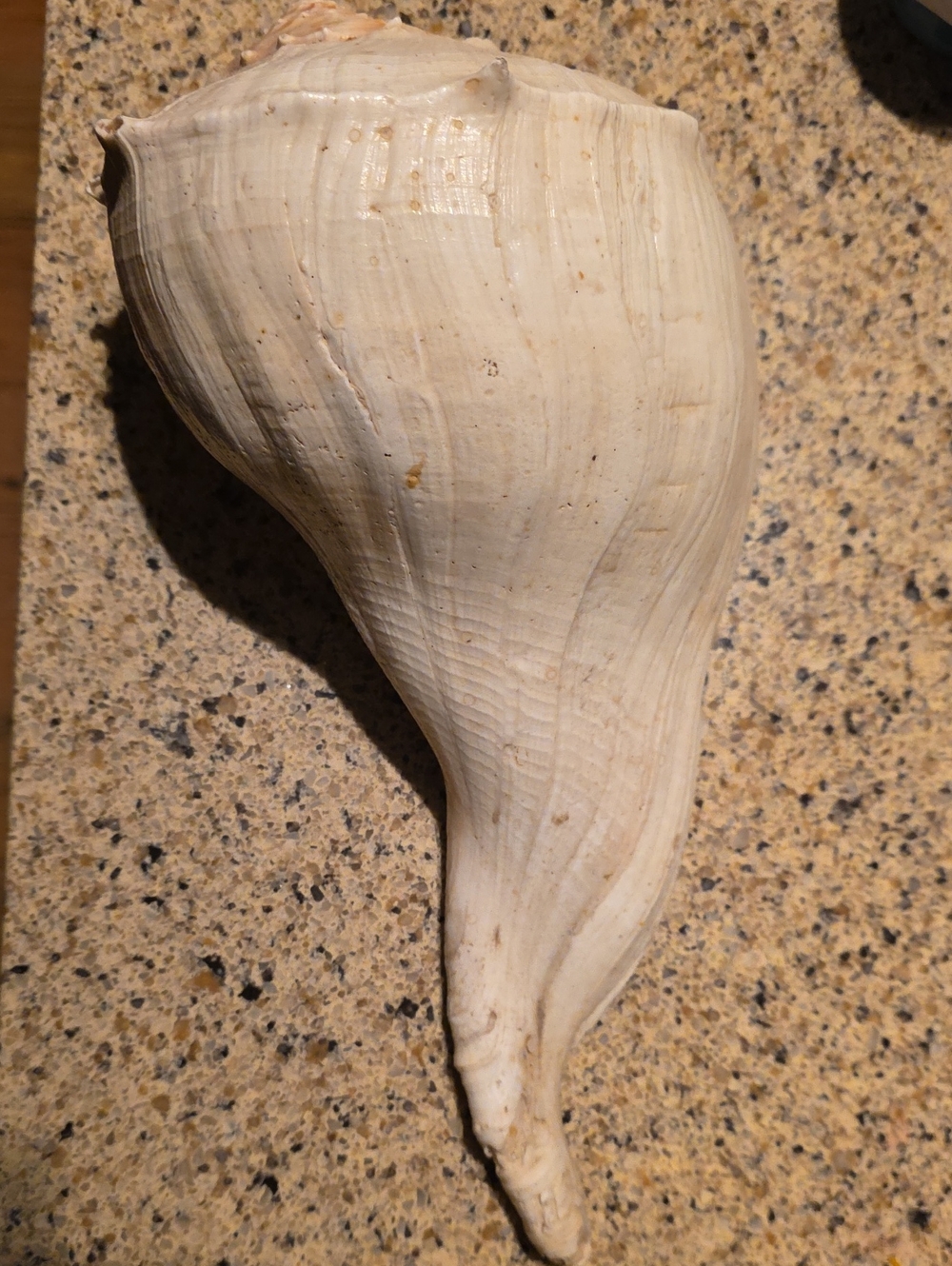 Natural White Decorative Sea Conch Shell - Home Accents